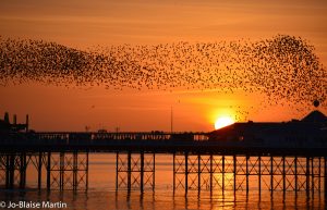 a flock of birds flying over a pier view of letting a property