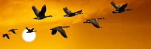 a group of geese flying in the sky