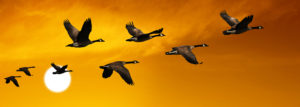 a group of geese flying in the sky