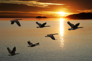 a group of geese flying over water