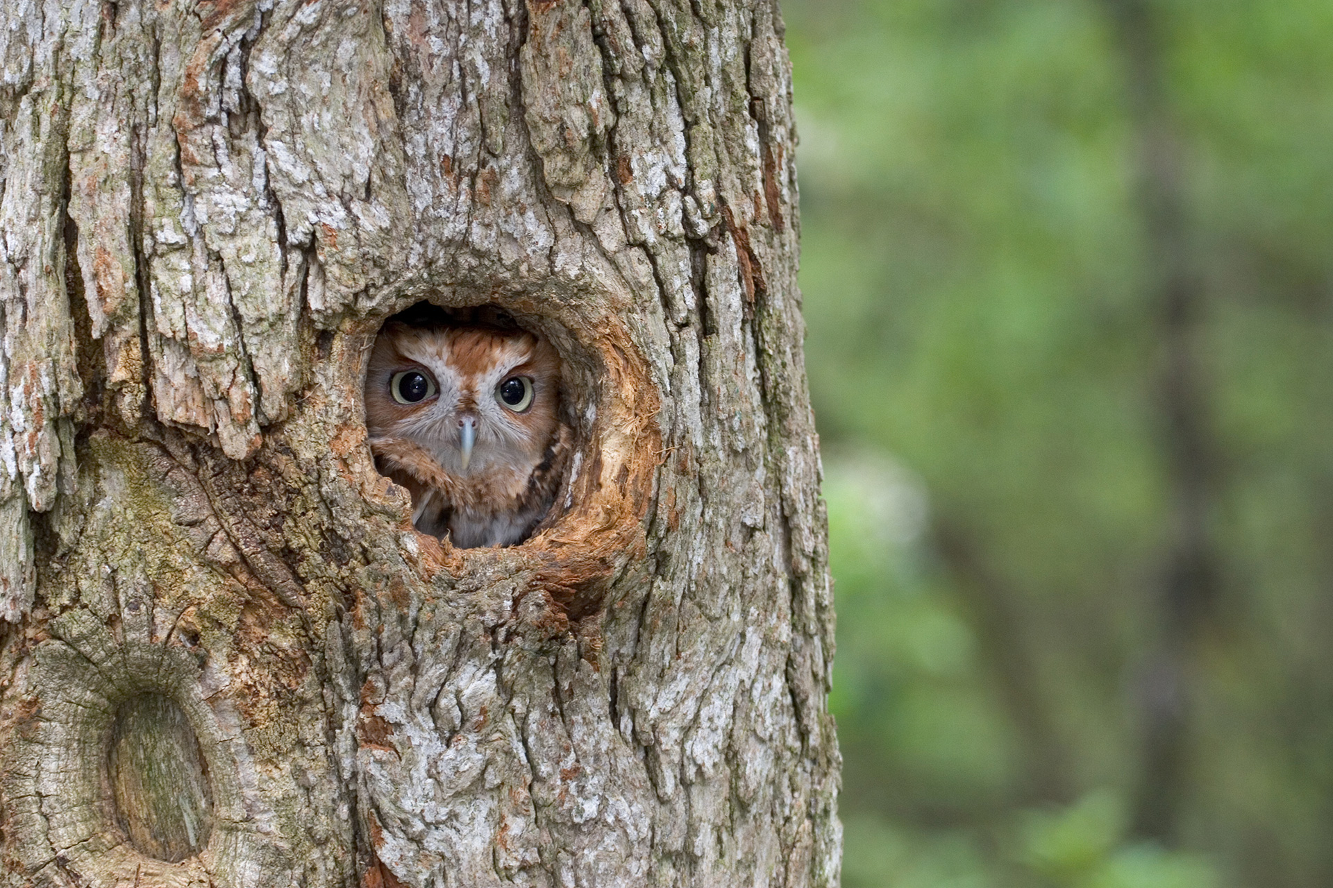 an owl in a hole in a tree